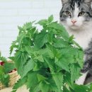 고양이 마약, 캣닢(catnip)효능 ,사람이 사용시 효능 이미지