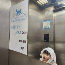 하늘을 걷는 고양이 카페 | 이수역 하늘을 걷는 고양이카페 방문후기 _메인쿤매력터짐주의