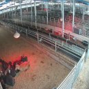 오성흑염소농장 이미지