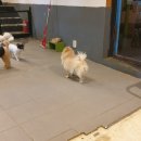 애견#(샾) 이미지