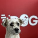 핫DOG 이미지