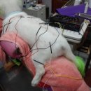 신탄진동물병원 이미지