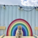 웅촌운동장 운동시설 | 경기 시흥 애견카페ㅣ레인바우 야외운동장, 수영장, 포토존, 목욕시설 이용후기