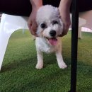 투테일스 이미지