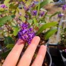 자연등잔길 이미지