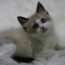 랙돌하우스 이미지