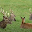 노루마당 이미지