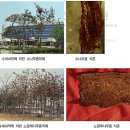미류조경관리 이미지