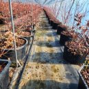 신기루농장 이미지