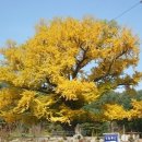 두곡리 은행나무 이미지