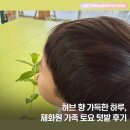 텃밭 | 허브 향 가득한 하루 :: 채화원 가족 토요 텃밭 후기 🌿