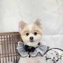 댕그랑댕 이미지