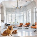 크림푸들 가족이야기 | 고덕 유기견보호센터 크림토이푸들입양 후회 없는 선택 기준