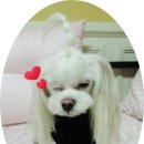 러블리 몽몽 이미지