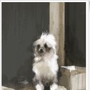 늙은 개 이미지