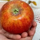제철 맞은 햇홍로 사과 2kg 주문 후기! 고랭지장터사과로 가성비 대박