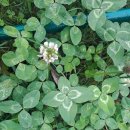 네잎클로버 이미지