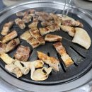 돼지갈매기 이미지