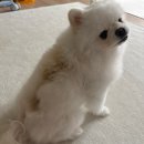 자주고름 | 강아지모낭충염 강아지농피증 피딱지 고름 피부 케어 에브리원스 수분크림 미스트로 해결한 후기