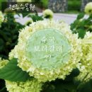 전주 6월 가볼만한곳 전주수목원 장미 다음 수국 명소
