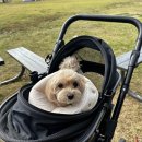 행복한유치원 | 반포애견호텔 반려견과의 행복한 순간, 퍼피스드림 유치원 후기!