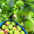 서기농장 이미지