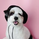 소울독(SOULDOG) 이미지