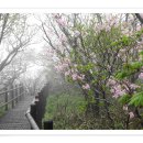 천상의 화원 덕유평전 연분홍 철쭉꽃길을 걷다 이미지