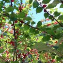 자이언츠주유소 이미지