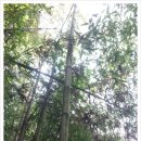 구룡농장 이미지