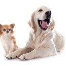 서산동물병원 이미지