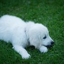 사랑가득 동물병원 이미지