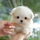 송이로14길 이미지