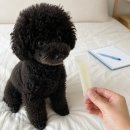 스타약국 | 강아지 사람약 스타빅 먹어도 될까? 약국 상담 후기와 주의사항
