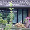 카페 담원 이미지