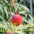 애플망고 거니혀니