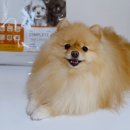 주식회사이롬 | 피니키 강아지 유산균 사료 - 까다로운 입맛도 반하게 만든 우리집 최애 영양식