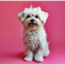 더펫 강아지분양 고양이분양 일산본점 이미지