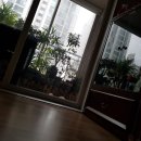 콩새이야기 Daum카페