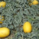 진주식당 이미지