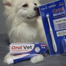 매일덴탈 | 매일 부담 없이 쓰기 좋은 페노비스 덴탈케어 후기