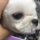 닥터k동물병원 이미지