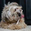 이미지덴탈 | 강아지 양치껌(덴탈껌) 효과 있을까? 대용량으로 사본 보호자의 현실 후기