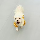 댕댕학당 이미지