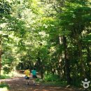 치유의 숲 이미지