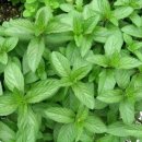 페퍼민트 이미지