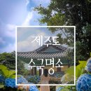 씨유 서귀신흥점 | 6월 제주에서 꽃구경이 가능한 카페와 골목 수국 명소 알아봐요