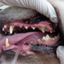 베스트 프렌즈 동물병원 이미지