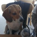 퍼피해븐 이미지