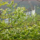 “해발 1,458m&#34; 케이블카 타고 오를 수 있는 천년주목숲길 가족 단위 여행지중 최고에요 이미지